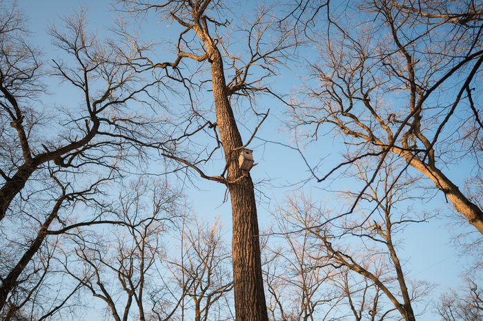 More like spring! - My, The photo, Tree