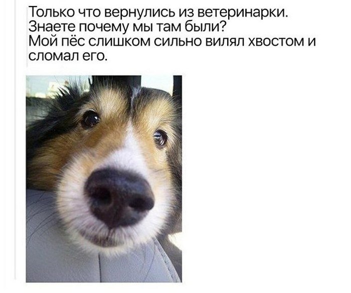 Собаки они такие