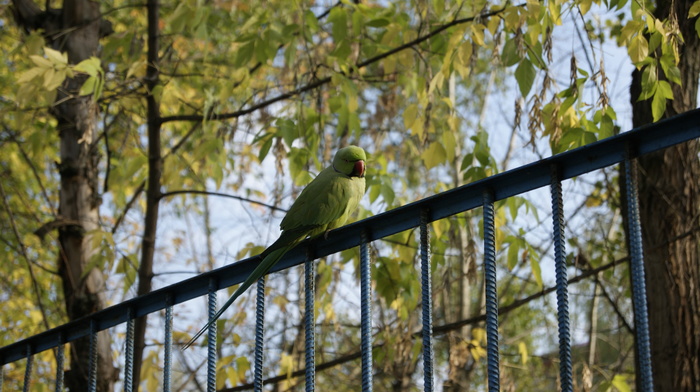 Green Runaway (many letters) - My, A parrot, Necklace parrot, Childhood memories, Escaped, Birds, The photo, Longpost, The escape