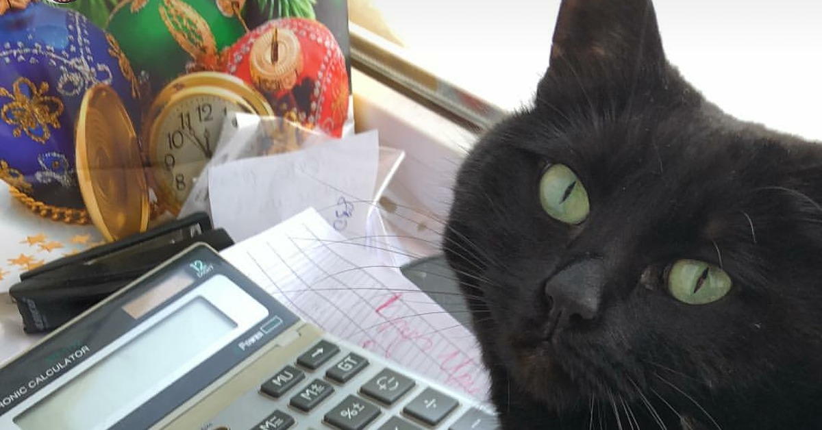 Кошка бухгалтер. Кот бухгалтер. Бухучет кот. Кот с калькулятором. Кошка счетовод.