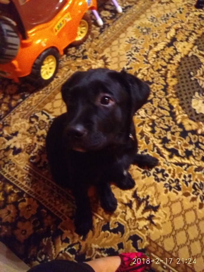 Щеночек Лабрадора