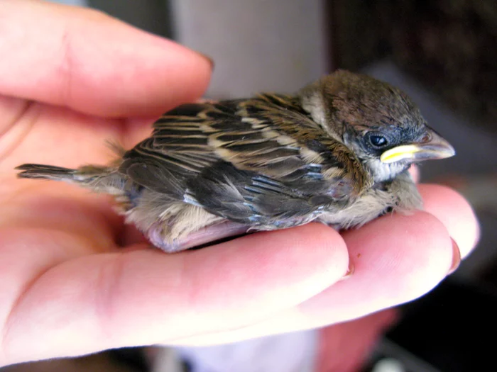 The story of the emergence and rescue of the field sparrow Toshi. - My, Sparrow, , Sparrow Tosha, Birds, Video