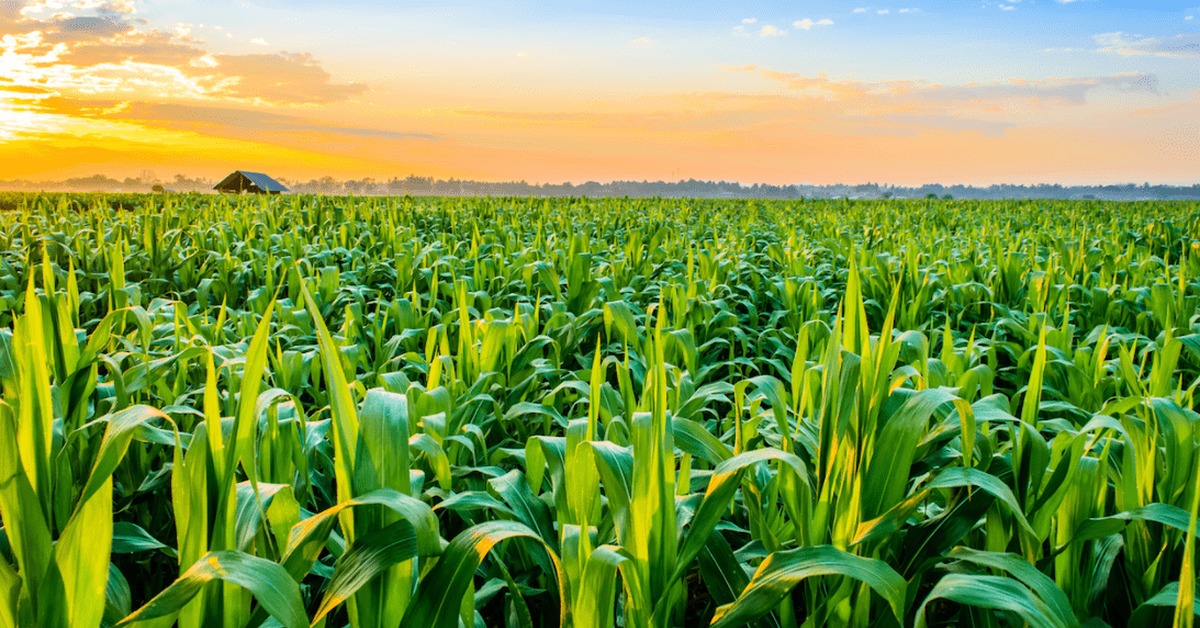 Crop year. Агрокультура. Кукуруза во Франции. Агрономия картинки. Кукурузное поле фото в хорошем качестве.