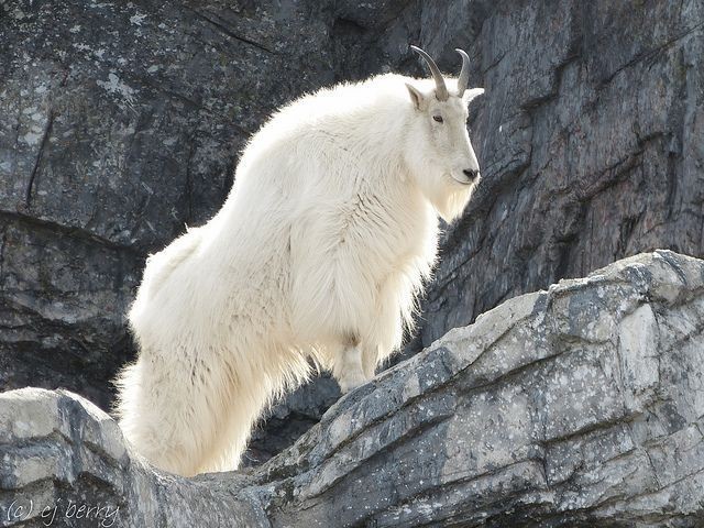 Snow goat - Goat, Animals, The photo, Longpost, Snow, The mountains, Wild animals