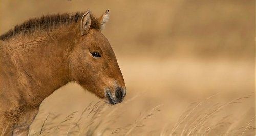 Przewalski's horse - Animals, The photo, Longpost