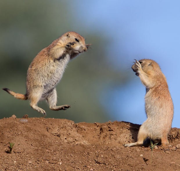 chatty dogs - Prairie dogs, Animals, Interesting, The photo