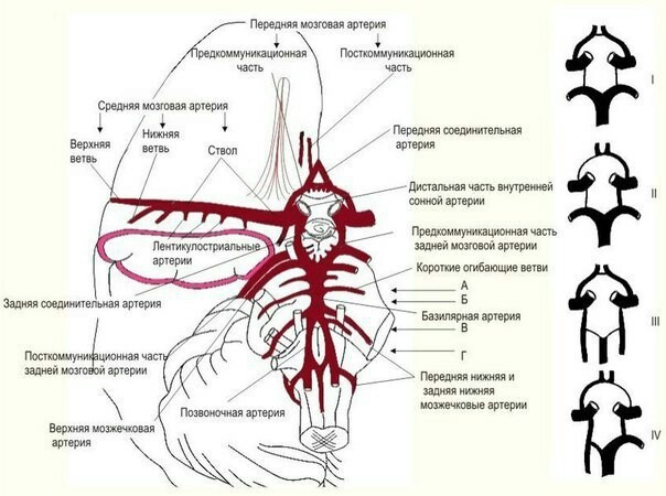 Circle of Willis, as another circle of blood circulation in humans - The medicine, Blood, Blood circulation, Longpost