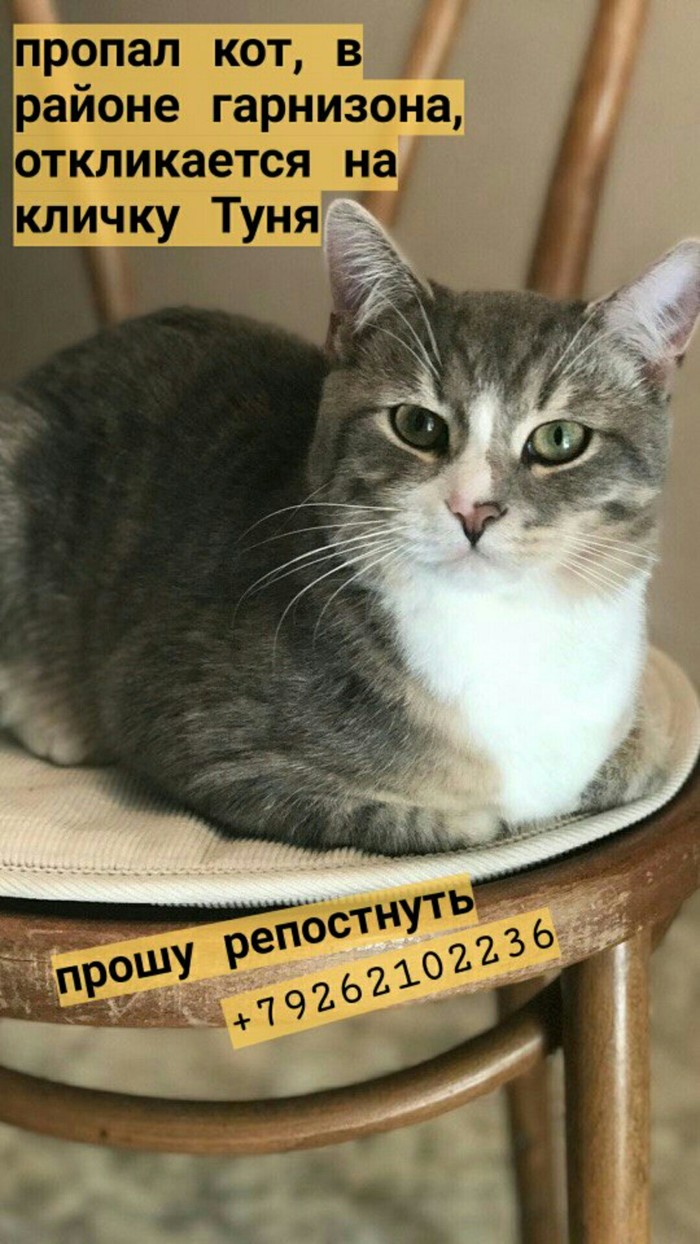 Peekaboo please help find the cat [Found] - No rating, Help, Moscow, The missing, cat, Helping animals