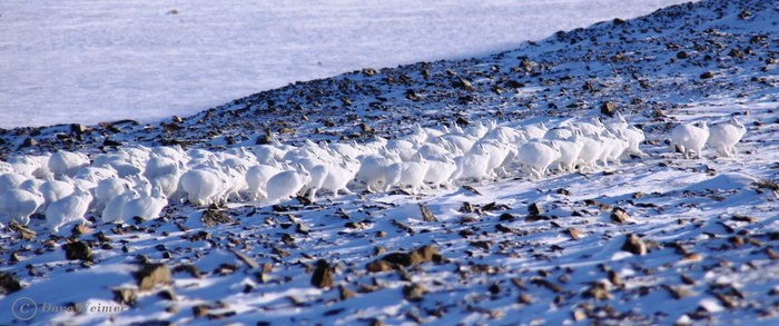 Arctic hare migration - Hare, White hare, North, Snow, Migration, The photo, Animals