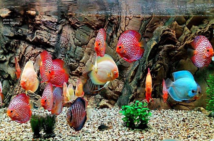 Дискусы, фото Keith Micallef