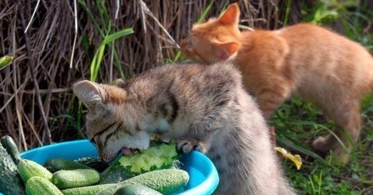 Кошка есть огурец. Кот и огурец. Кот ест огурец. Кот поймал жука. Объевшиеся коты на природе.