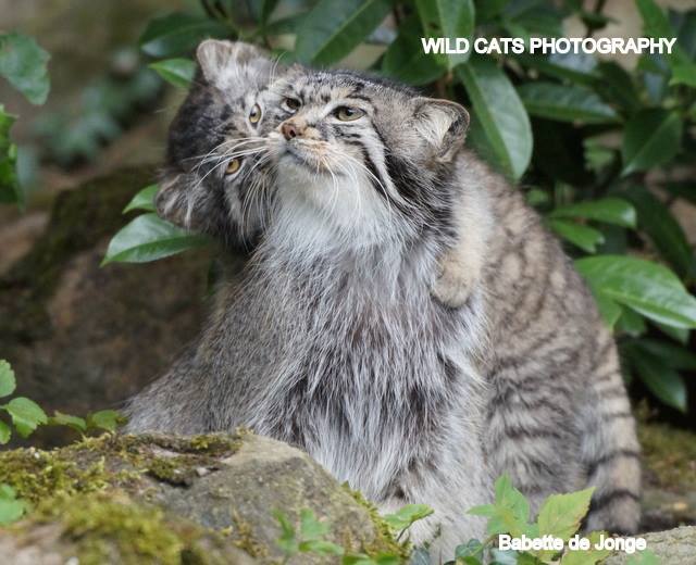 Difficulties of motherhood - cat, Pallas' cat, Longpost, Wild animals