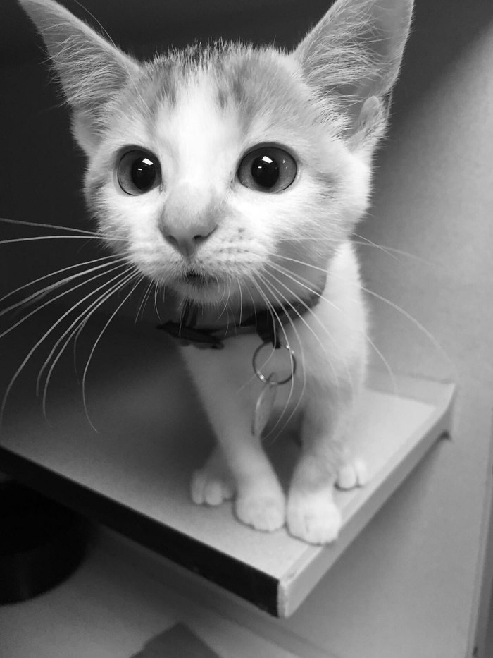 Mimimi - cat, Black and white photo, Eyes, Milota, Nyasha