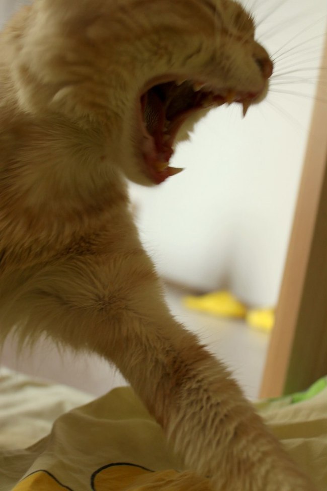 yawn kote - My, Yawn, cat, Yawns
