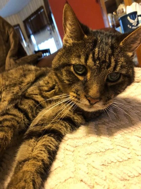 This old man was born on February 29, 2000, so we are celebrating his 18th birthday! - cat, Catomafia, Animals, Pets, Reddit