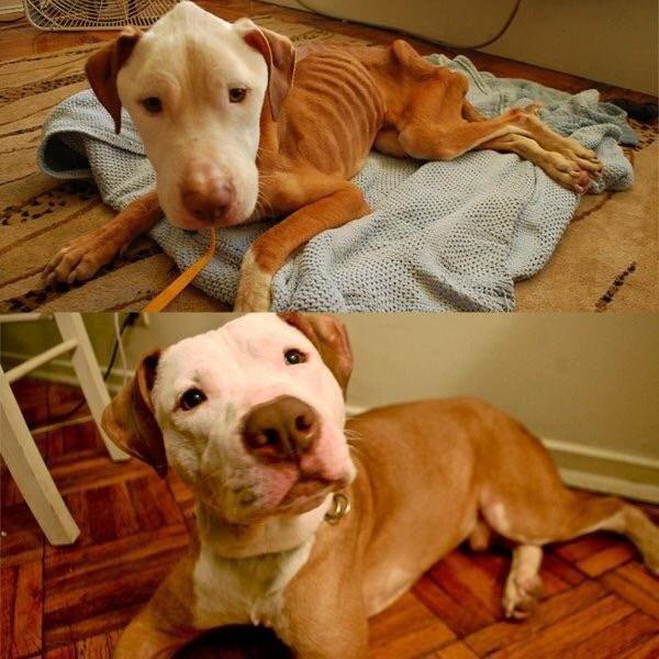 15 photos of animals before and after they found their home and loving owners - Animal Rescue, The photo, Longpost, Dog, cat