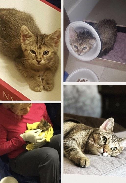 15 photos of animals before and after they found their home and loving owners - Animal Rescue, The photo, Longpost, Dog, cat