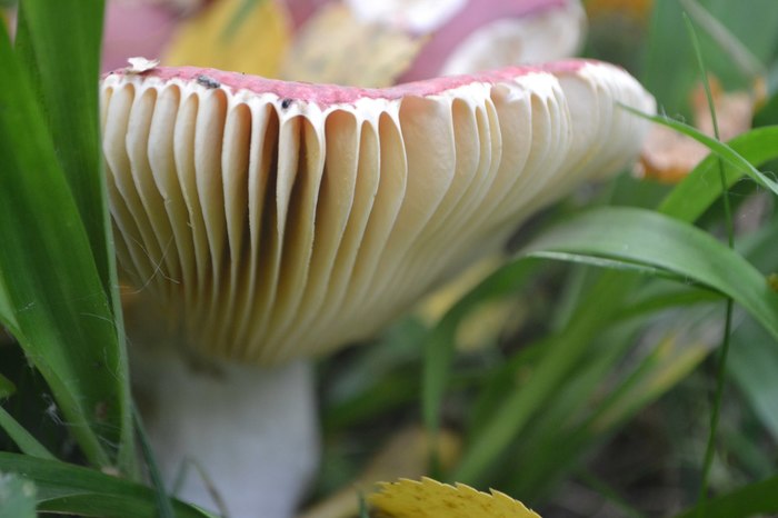 macro photography - microworld - My, Macro photography, Mushrooms, Moss, Forest, Green, The photo, Closeup, Microworld, Longpost