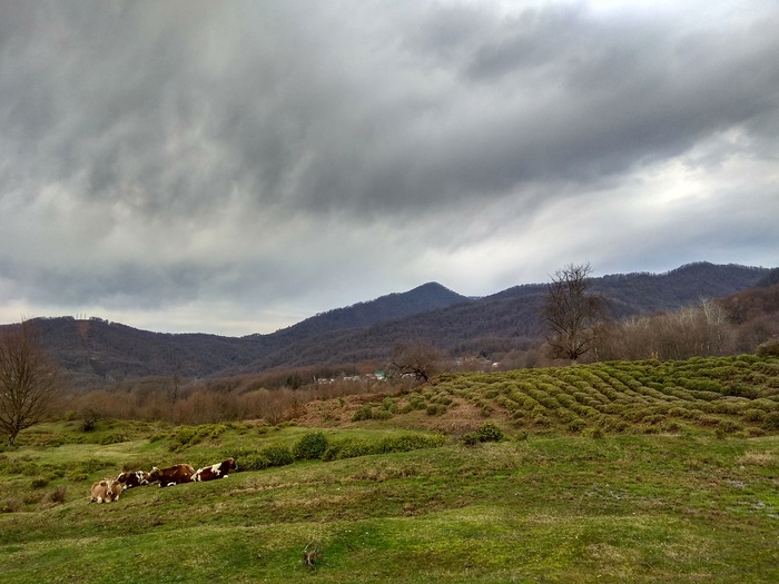 Winter. Sochi. Cycling in the cave and tea plantations. - My, Longpost, Video, Action, The mountains, A bike