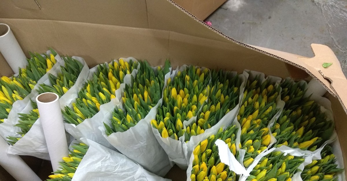 Как хранить тюльпаны перед продажей. Тюльпаны свежесрезанные. Тюльпаны срезка. Тюльпаны на складе. Коробка с тюльпанами.