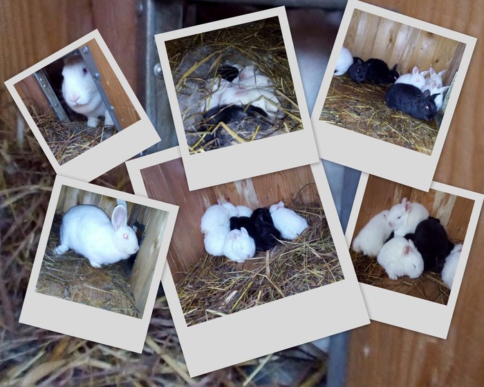 Our rabbits - Rabbit, My, Longpost, Homestead farming