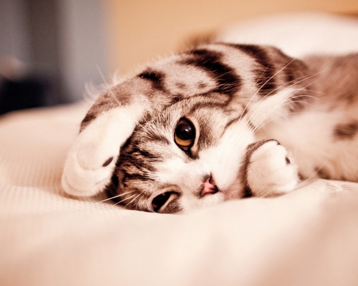 Let me lie down for 5 minutes...! :c - cat, Catomafia, Pets, Animals, Vital, Fatigue, Relaxation, Thoughts