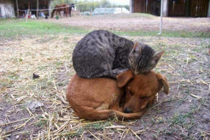 14 Really Weird Animal Friendships Caught on Camera - Animals, friendship, Longpost, cat, Dog