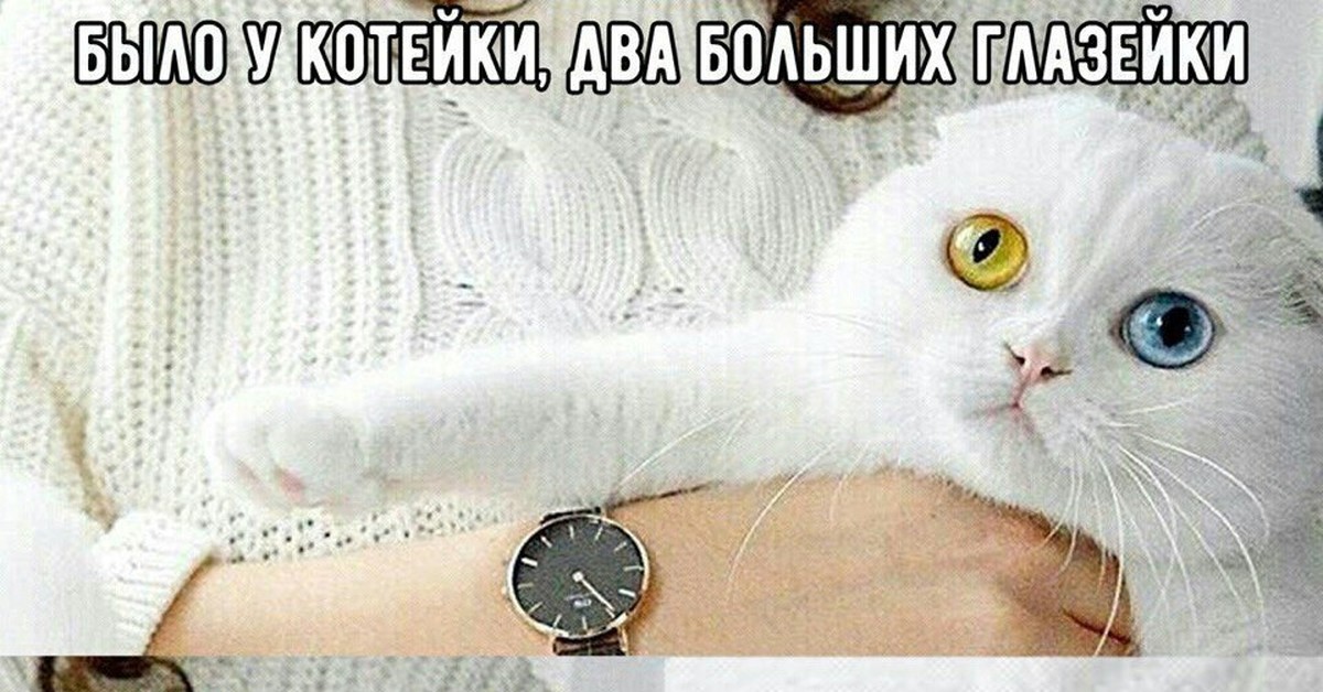 было у котейки два. было у котейки. один желтый другой синий слава украине. жили у бабуси два веселых гуся один желтый другой. слава украине гусь.