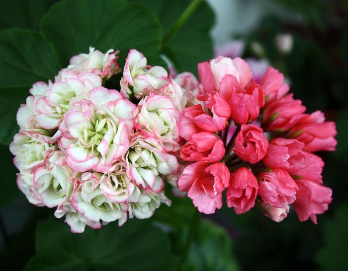 Чудеса селекции. Розоцветная и тюльпановидная пеларгонии (герани)