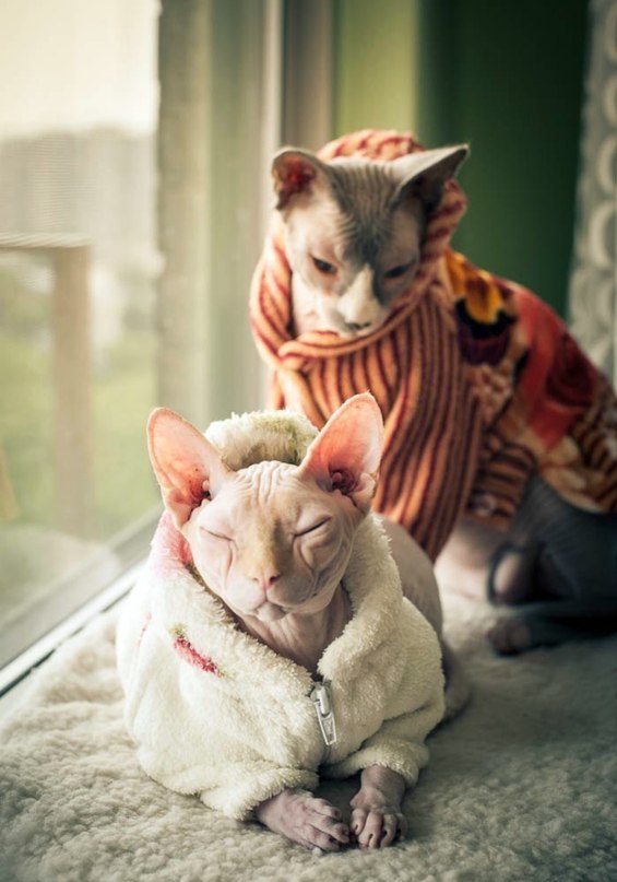 Kitty post. - Don Sphynx, Catomafia, cat, Canadian sphinx, Longpost