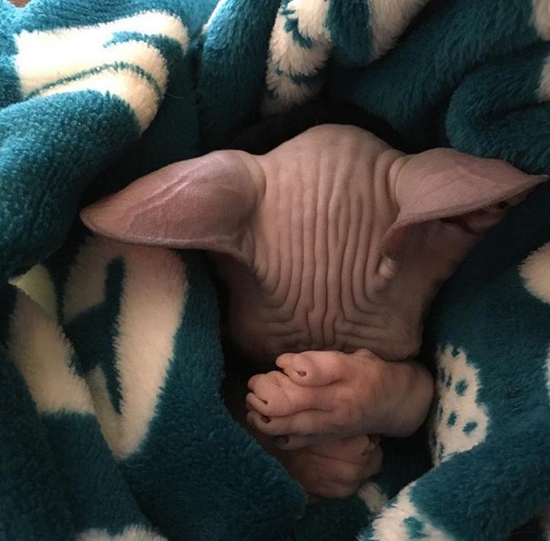 Kitty post. - Don Sphynx, Catomafia, cat, Canadian sphinx, Longpost