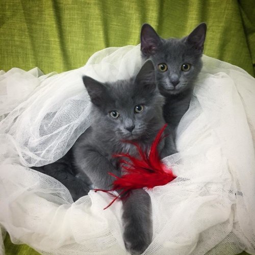 The happy story of two kittens rescued from deadly frost - Story, Kittens, cat, Responsiveness, , Longpost