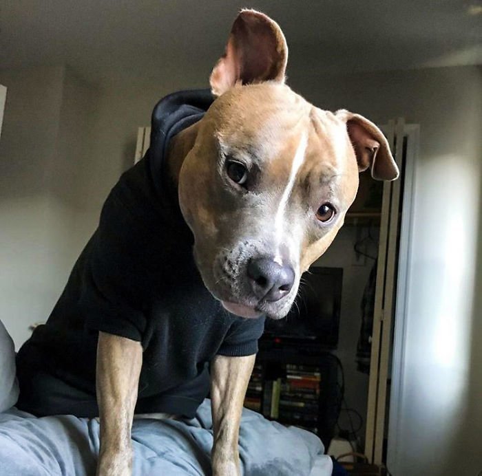 Leela is a pit bull whose oddities only add to her charm. - Dog, Pose, Longpost, Pitbull