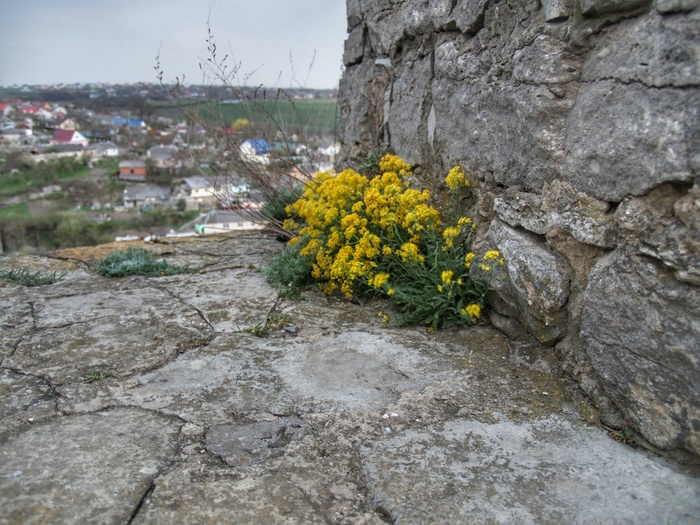 Flowers on the wall of the Kamyanets-Podilsky fortress - My, Flowers, Wall, Kamyanets-Podilsky