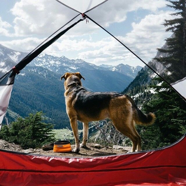 Take your dog with you - Pinterest, Dog, Friend, Tent, Backpack, A boat, Bonfire, Travels, Longpost