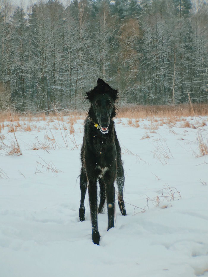 Black dog in a white forest. - My, Dog, Russian Greyhound, Russian Psovaya Borzaya