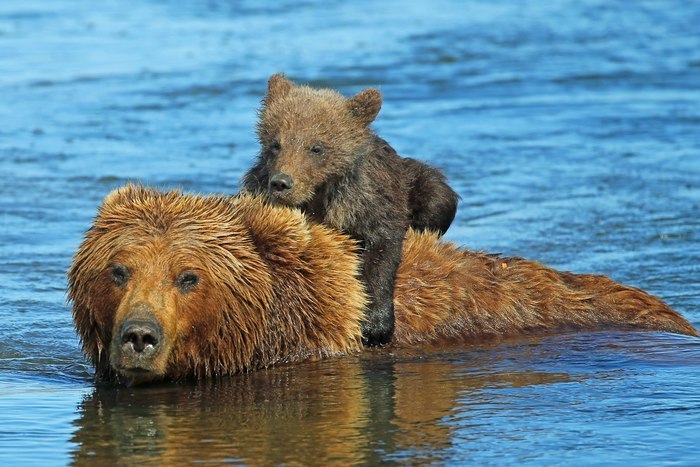 Bear and cub - Animals, Brown bears, Images, The Bears, Bear, The photo