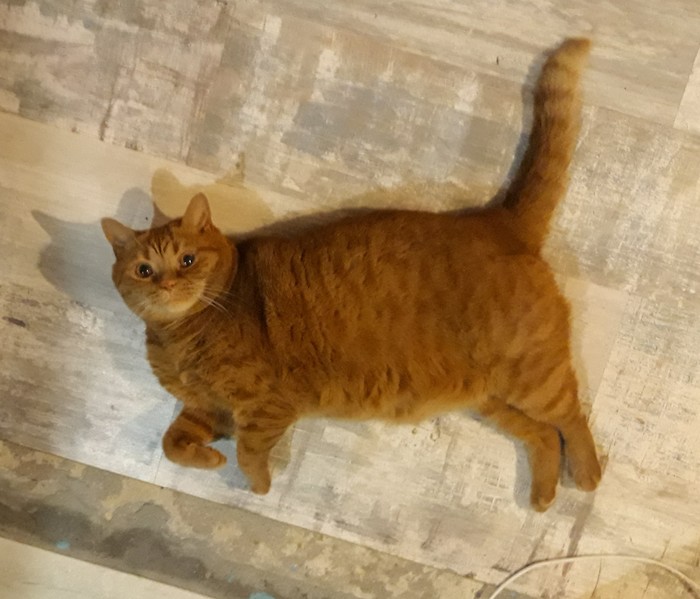 He's just fat - My, cat, Spread, By floor
