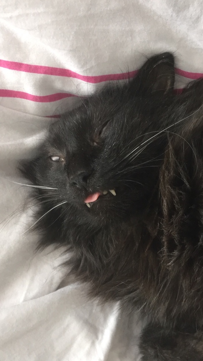 Просто спящий кот...