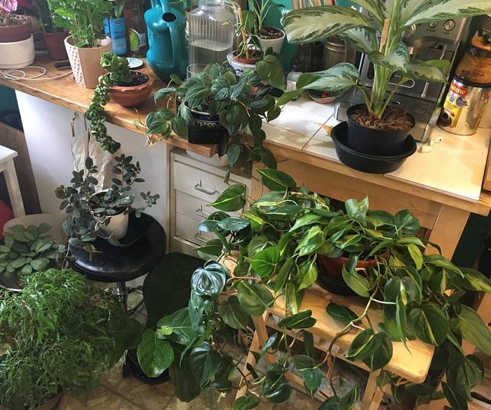 What indoor plants should be at home! - Houseplants, House, Longpost, The photo, Greenhouse, Plant growing, Dacha