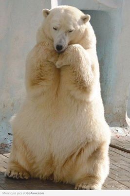 Polar bear - The Bears, Animals, The photo, Longpost, Polar bear