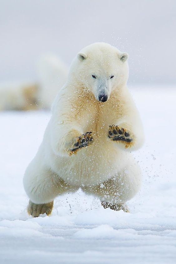 Polar bear - The Bears, Animals, The photo, Longpost, Polar bear