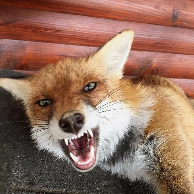 Лисичка это хищник. Не зли лисичку!