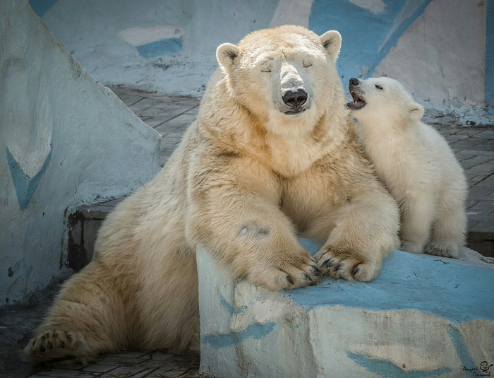 March 8! - Novosibirsk, Zoo, Longpost