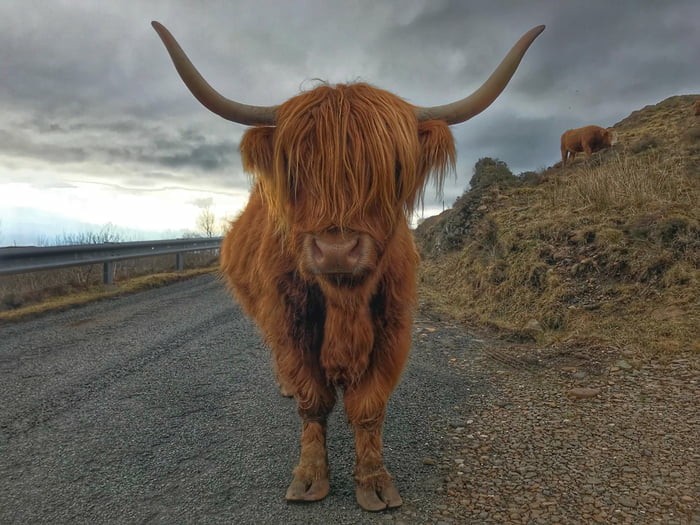 photogenic bull - Photogenic, Nature, Animals, The photo, Handsome men, Bull, Highland