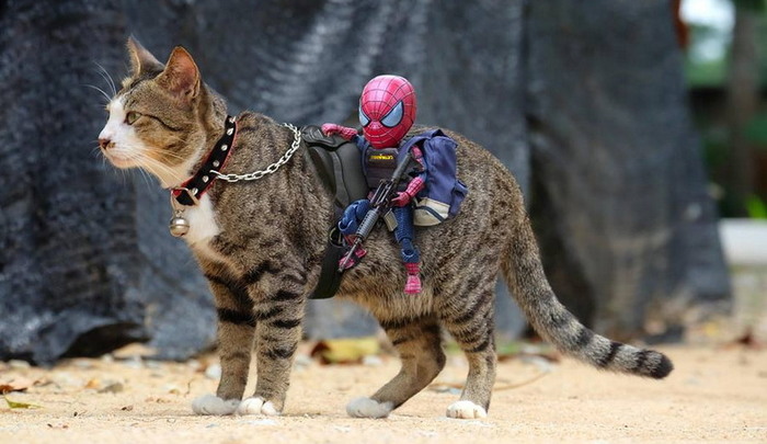 Let's go save the world - A cat named Cat, Superheroes, cat