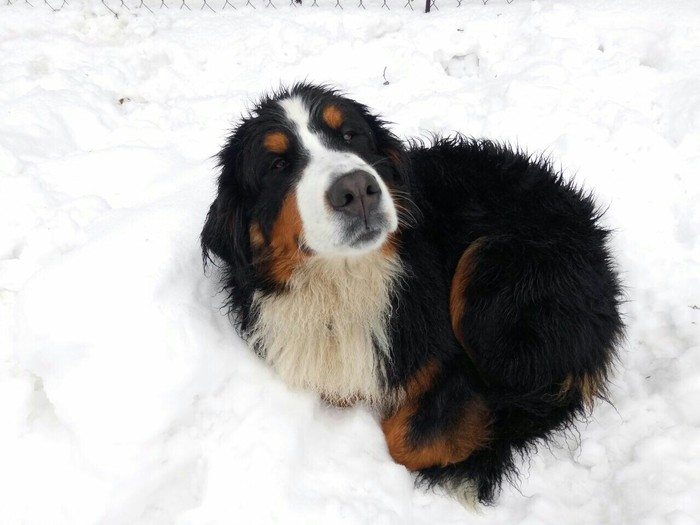 Harsh winter days - Bernese mountain dog, Winter, Comfort, Dog, Milota