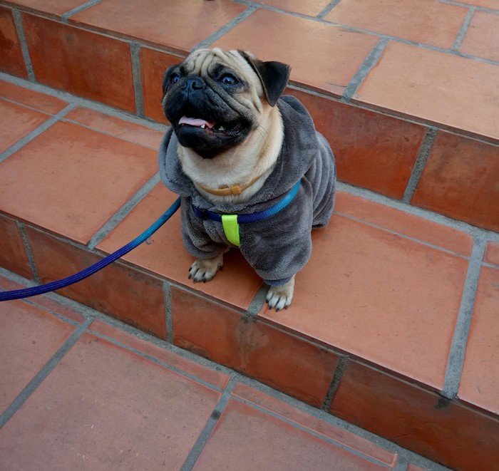 The cutest passerby - My, Pug, Dog, Totoro, Milota, Туристы, Longpost