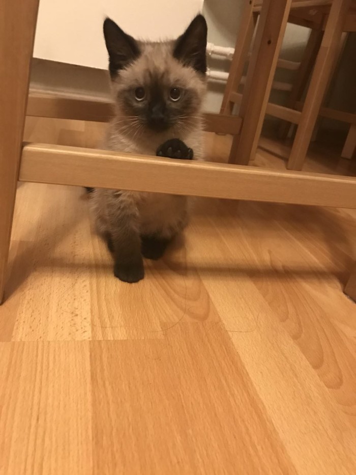 Котенок Гав