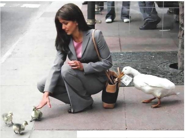 Duck organized crime group. - Gang, Organized crime group, Humor, Ducklings, Duck, Beautiful girl, The photo